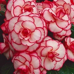 Meet your Posher, Yesi